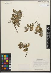 Foto von Salix sitchensis Sanson ex Bong.